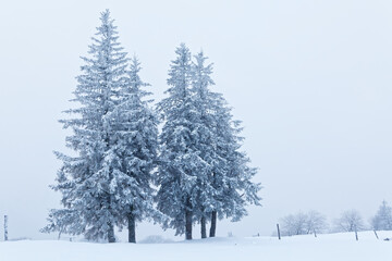 Sapins enneigés
