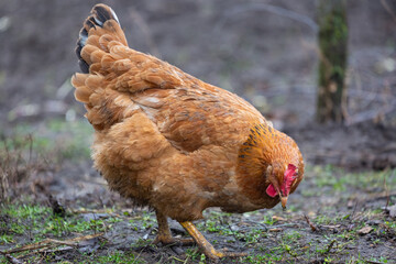 Chicken eating or searching for food on the ground in a courtyard on a farm in rural environment