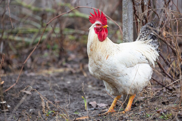 Big white rooster roaming free in a courtyard on a farm in rural environment
