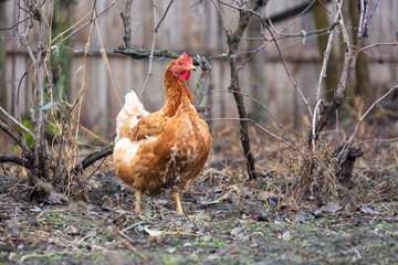 Chicken roaming free in a courtyard on a farm in rural environment