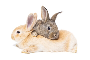 Two little rabbits isolated on a white background..