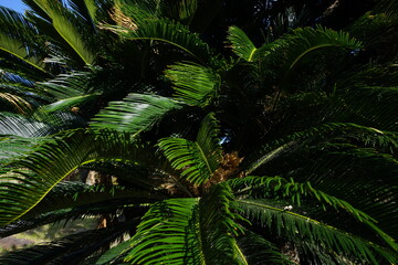 Group of Cycad Tree with Foliage Leaves in Blue Green Tone Color - ソテツ 種子島 