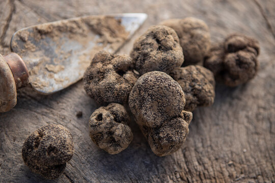 Some black truffes on a wooden surface next to a recollection tool.