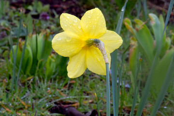 Yellow Star Daffodil 02