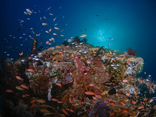 Naklejka na ściany i meble Tropical fish in the coral reef