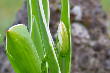 Tulip Emperor 05