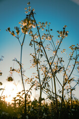 sunset through stunning flowers