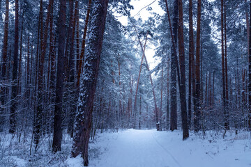 Winter forest with snow on pine trees and floor.