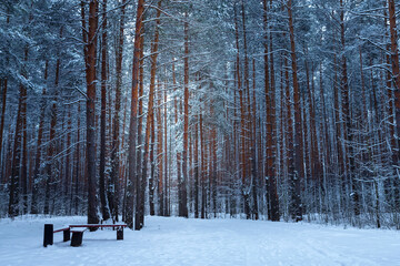 Fototapeta premium Winter forest with snow on pine trees and floor.