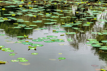 Lotus flower waterlily green foliage on pond reflects in the water.