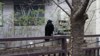 Crow on the fence