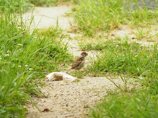 bird in the grass