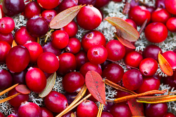 Autumn colors in the taiga and tundra of Finland, Europe