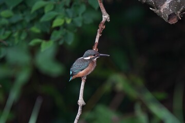 black capped kingfisher