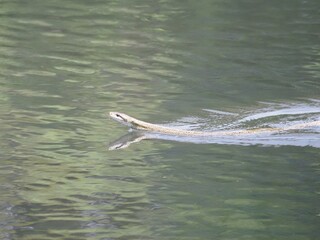 Obraz premium alligator in the water