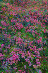 Colores de otoño. Bosque de Taiga. Finlandia.