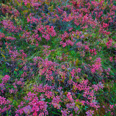 Colores de otoño. Bosque de Taiga. Finlandia.