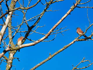 Birds on a branch: Two eastern bluebirds perched on a branch of a bare tree on an autumn day with a blue sky in the background