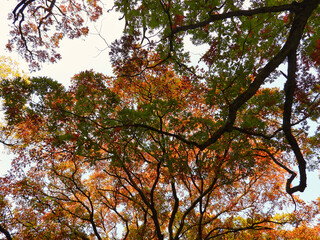 Autumn in the forest: Looking up at an oak tree with different fall colored leaves on a bright sunny day 