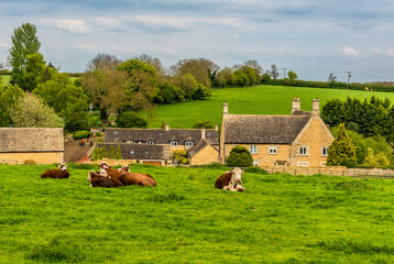 A rural scene in Rutland, UK with cows grazing outside the  small hamlet of Whitwell close to...