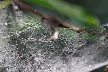 spider web with dew drops	