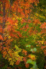 Autumn colors in the taiga and tundra of Finland, Europe