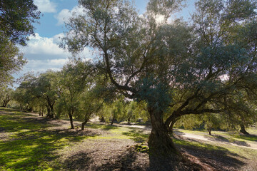 Fototapeta na wymiar Large olive tree with rays of sun between its leaves in an Andalusian olive grove