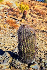 Barrel cactus, Ferocactus Wislizeni Cactaceae also known as Arizona, Fishhook, Candy or Southwestern barrel cactus, native to northern Mexico and the southern United States on South Mountain Park and 