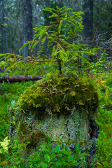 Fototapeta premium Autumn colors in the taiga and tundra of Finland, Europe