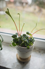 Peperomia Lilian plant close up