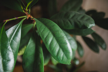ficus cyathistipula plant with green leaves 