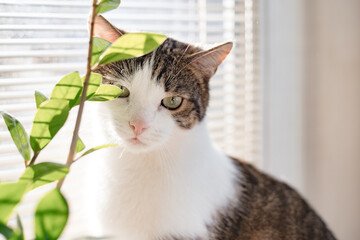 Cute Cat with green eyes sit on white window sill. Banner, Copy space, close up, background. Adorable domestic pet concept. Cat sniffs plant, Adopt pet