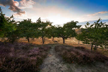 Landscape