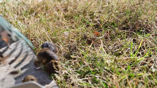 picking up dog poop from a backyard lawn with scoop and rake