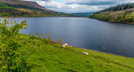 Sheep grazing on the shore of the Ladybower Reservoir in the Derwent Valley, Derbyshire, UK