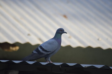 A pigeon in the roof, It's scientific Name is : Columbidae