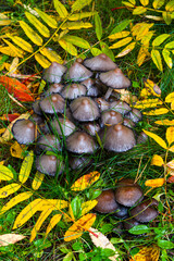 Finlandia. Vaala. Setas entre las hojas. Coprinus acuminatus