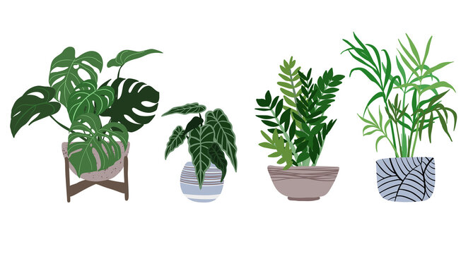 House Plants In Pots, Trendy Hand Drawn Flat 