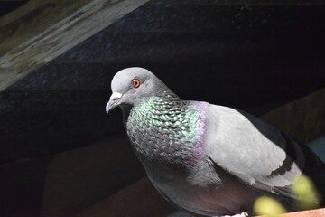 A pigeon inside a house, It's scientific Name is : Columbidae