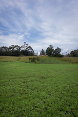 Landscape of a pasture crop for cows in Barragan Valle del Cauca Colombia