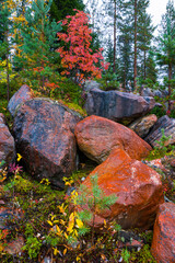 Autumn colors in the taiga and tundra of Finland, Europe