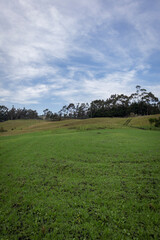 Landscape of a pasture crop for cows in Barragan Valle del Cauca Colombia