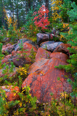Autumn colors in the taiga and tundra of Finland, Europe