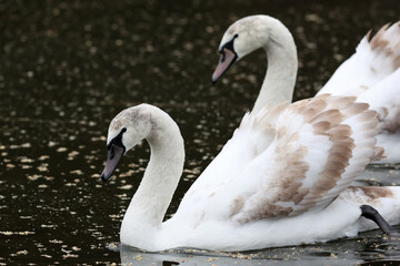 Pair of white swans floating on the river