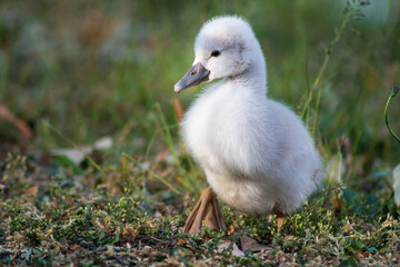 Little Cygnet