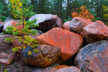 Autumn colors in the taiga and tundra of Finland, Europe