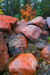 Rocas con liquenes en el bosque de taiga. Finlandia