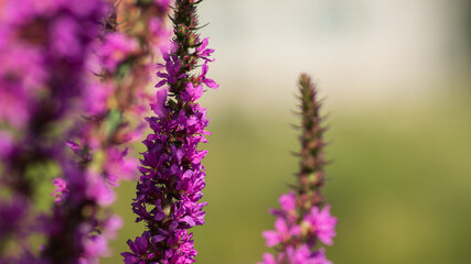 Persicaria amplexicaulis