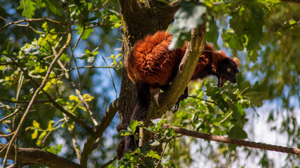 Red ruffed lemur