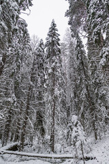 Fototapeta premium snow-covered winter spruce forest during the day